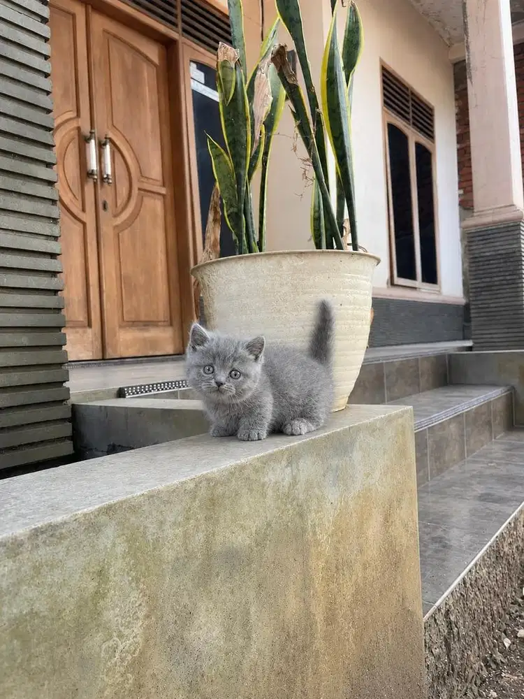 Kitten british shorthair munchkin kucing bsh cebol