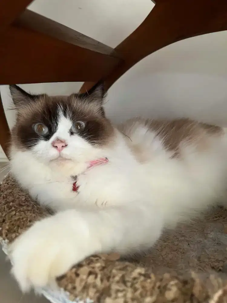 RAGDOLL BICOLOUR BETINA
