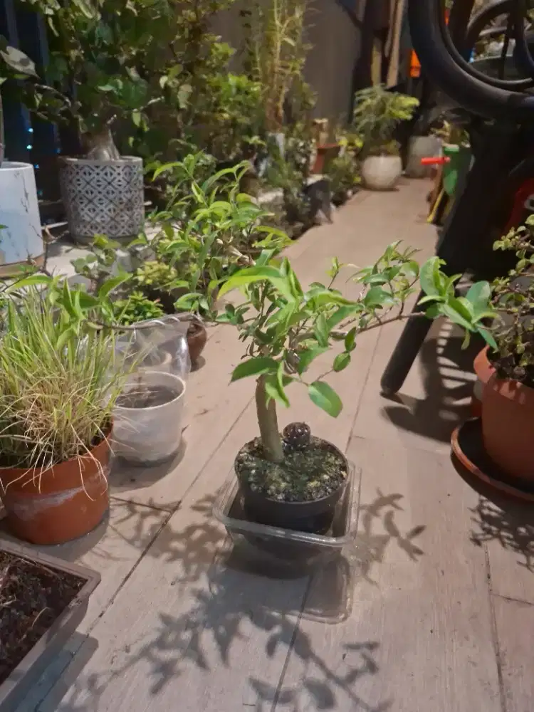 Bonsai Anting Putri