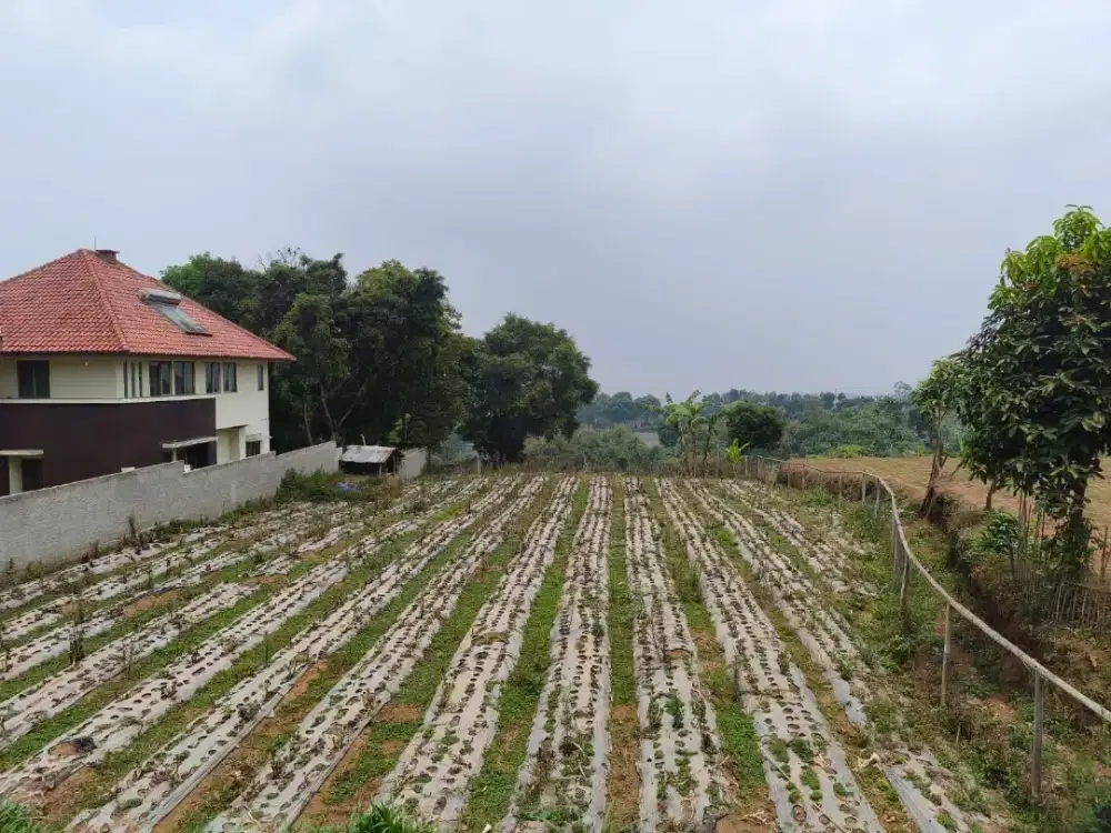 Jual tanah 3,360 meter shm. Sangat murah bagus cisarua arah cimahi