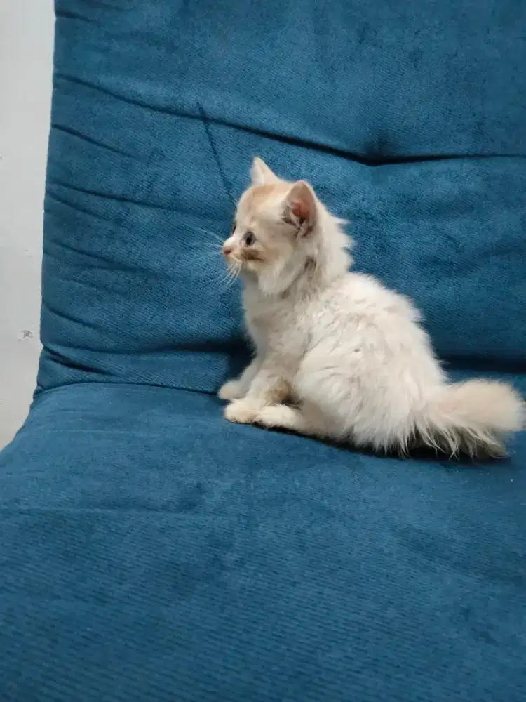 Kucing Persia kitten