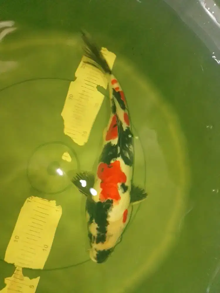 Ikan koi jenis Showa Doitsu 32cm High quality