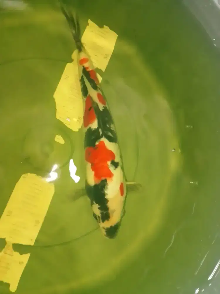 Ikan koi jenis Showa Doitsu 32cm