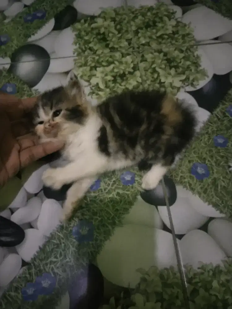 Kucing Persia Calico usia 1 bulan