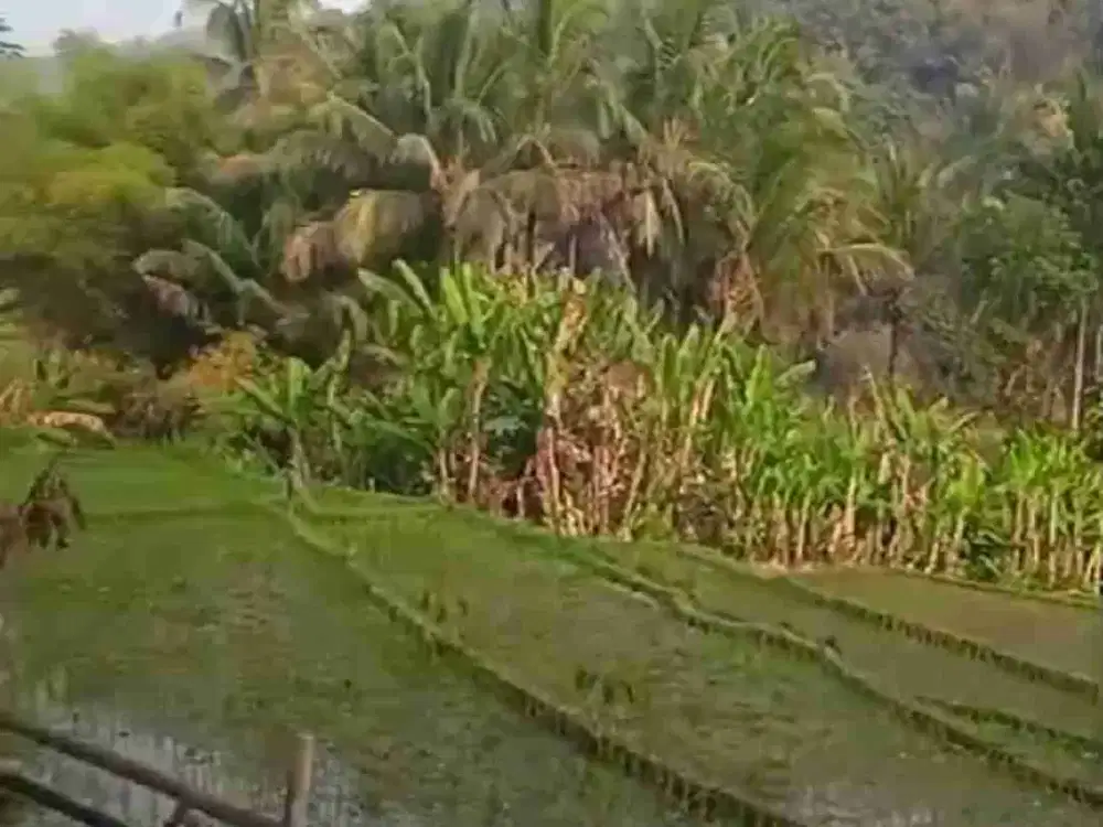 Tanah Murah View Sawah di Kalibawang Kulon Progo