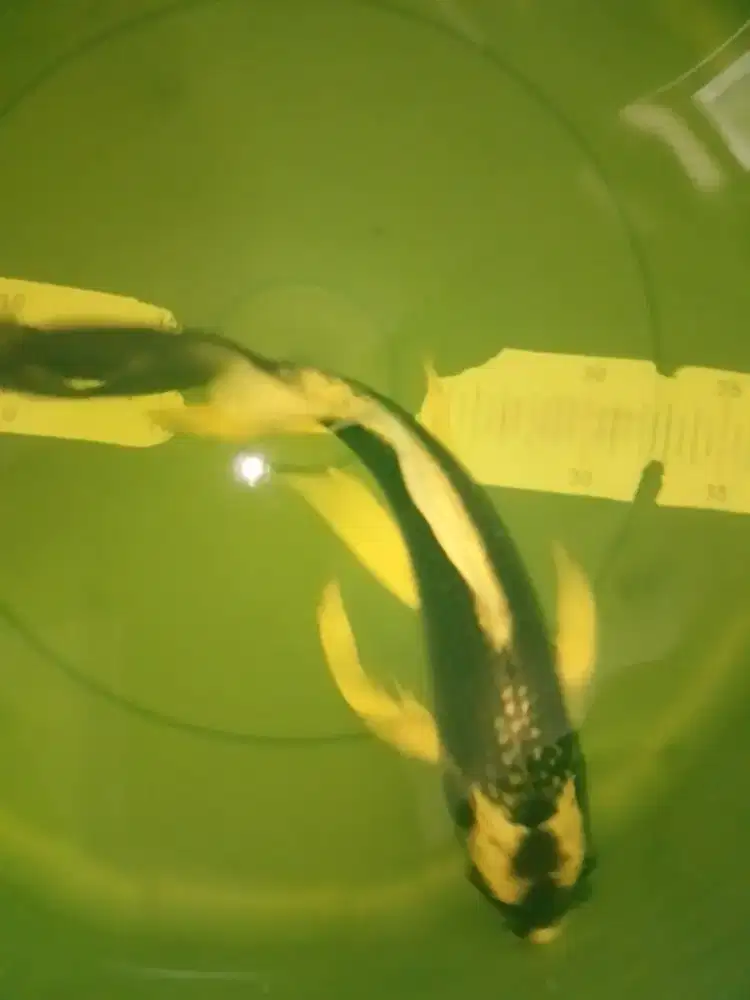 Ikan koi jenis Slayer Kabuto 34cm antik