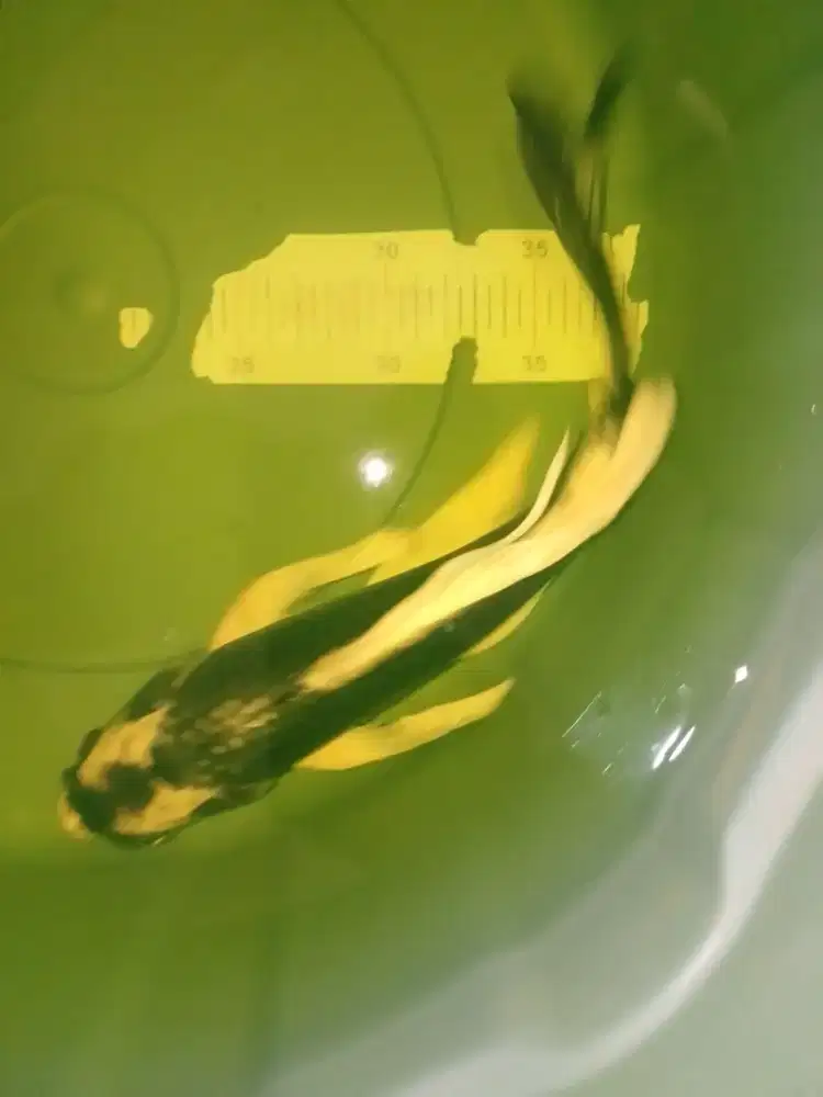 Ikan koi jenis Slayer Kabuto 34cm sangar
