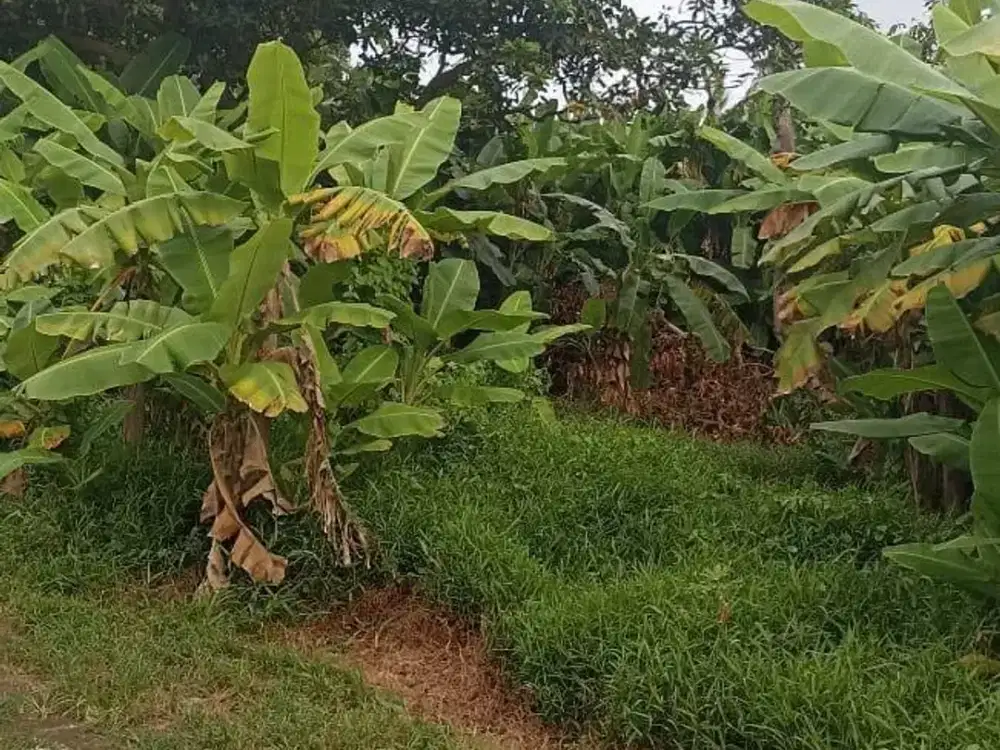 Land for sale in Mengwi, Bali