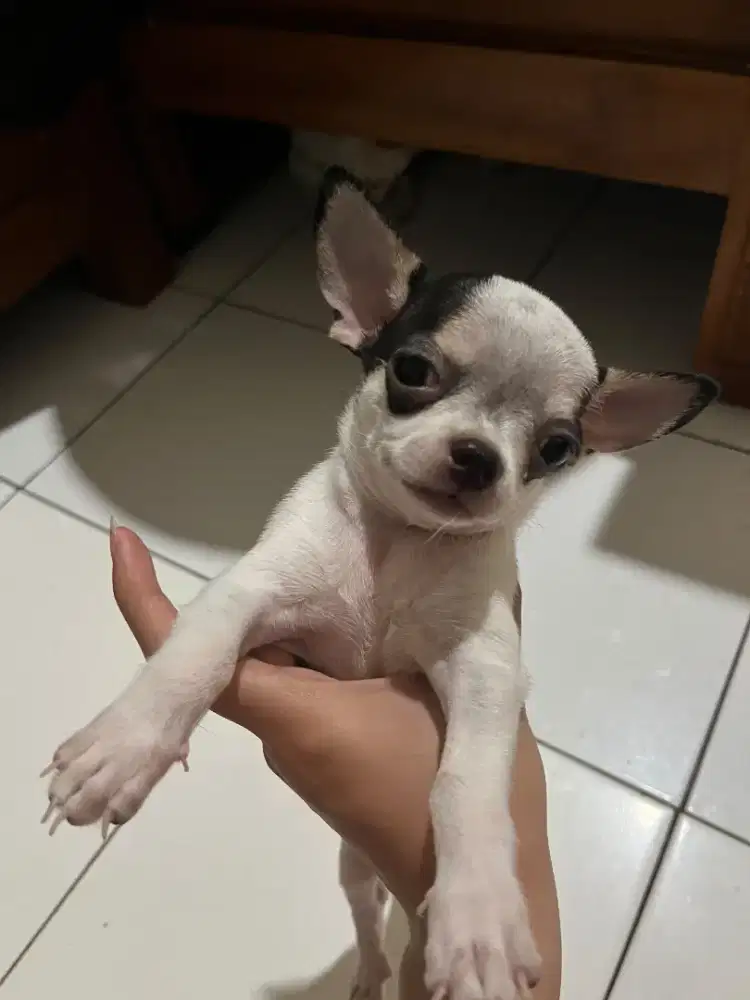 Chihuahua Jantan Non Stambum 2 Bulan