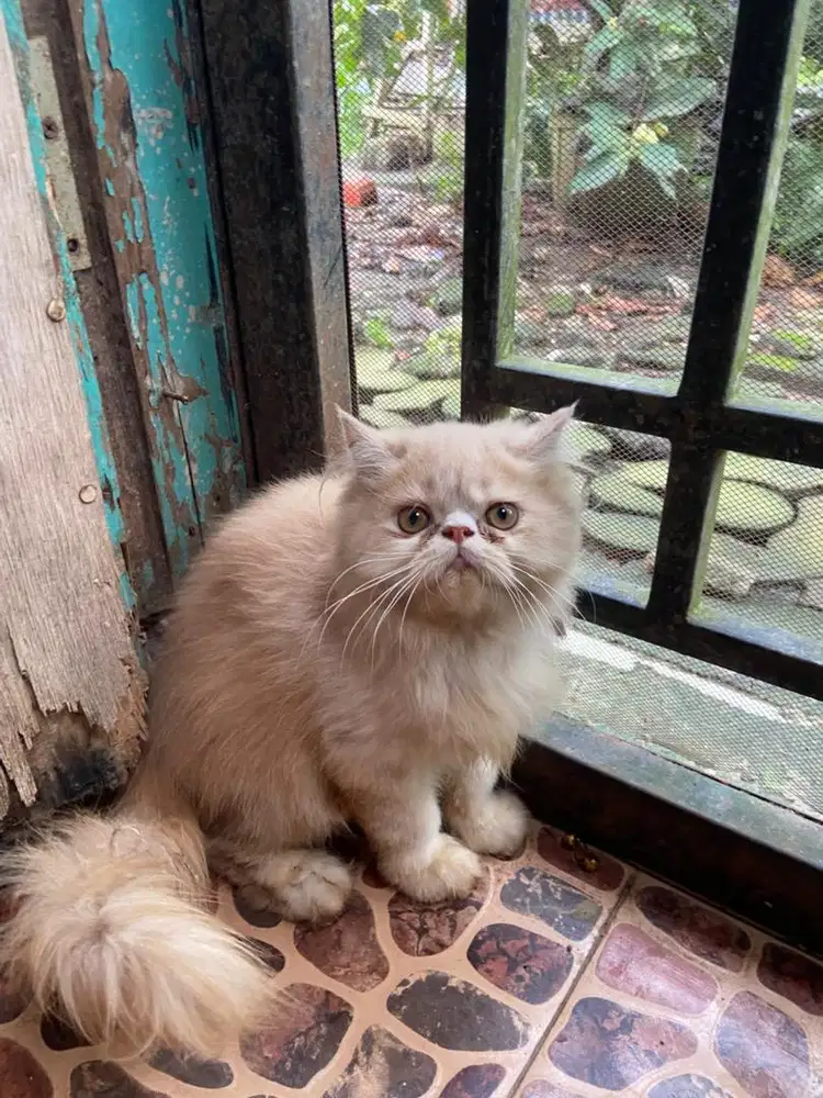 Kitten peaknose jantan