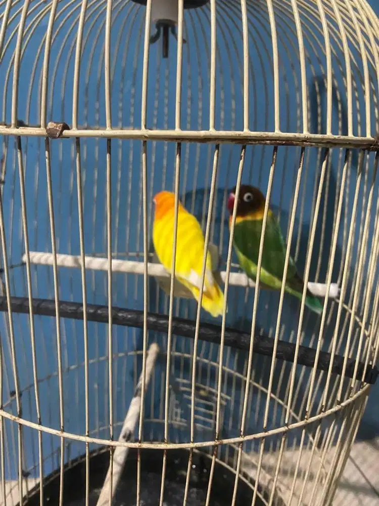 Dijual lovebird sepasang full set