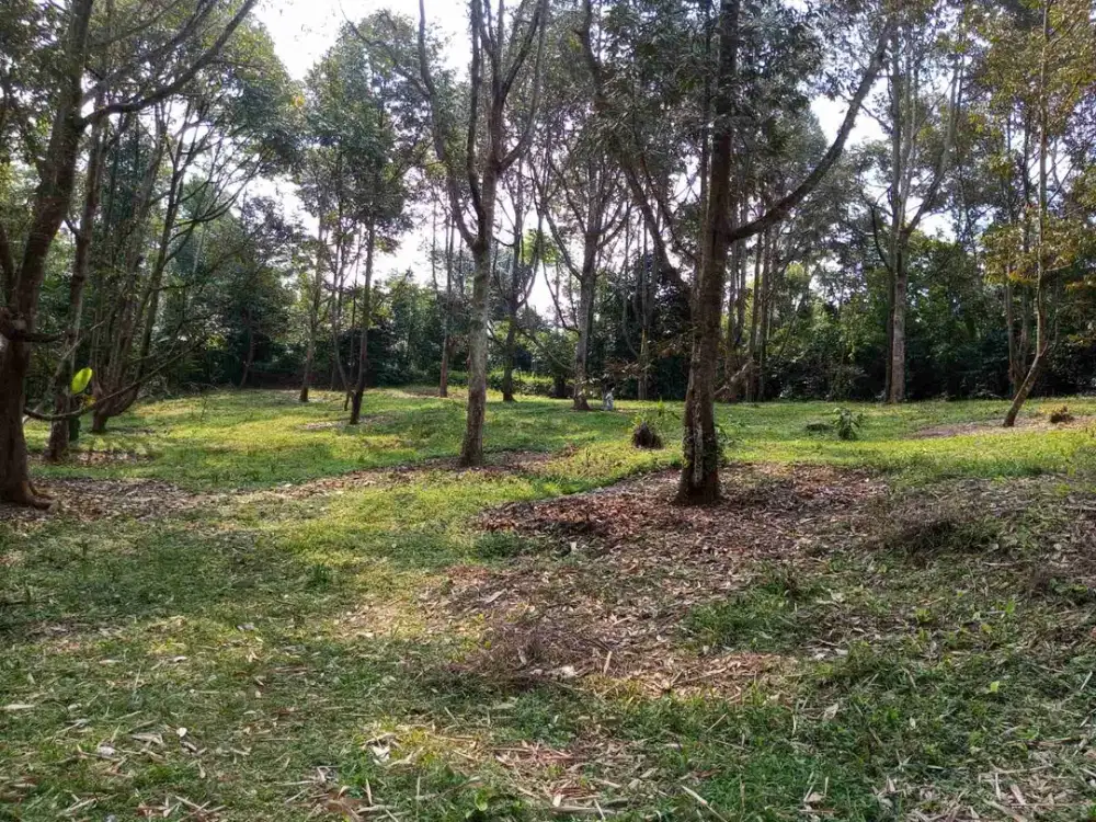 Kebun buah produktif D purwakarta Bojong Di jual cepat