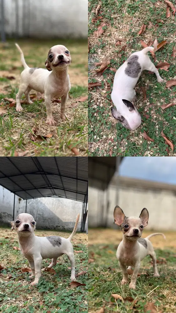 Rare ! Anjing Chihuahua Blue Merle Pied