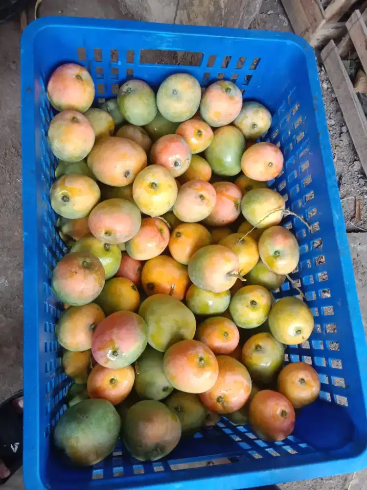 Buah mangga Cengkir,aromanis,gedong,dll
