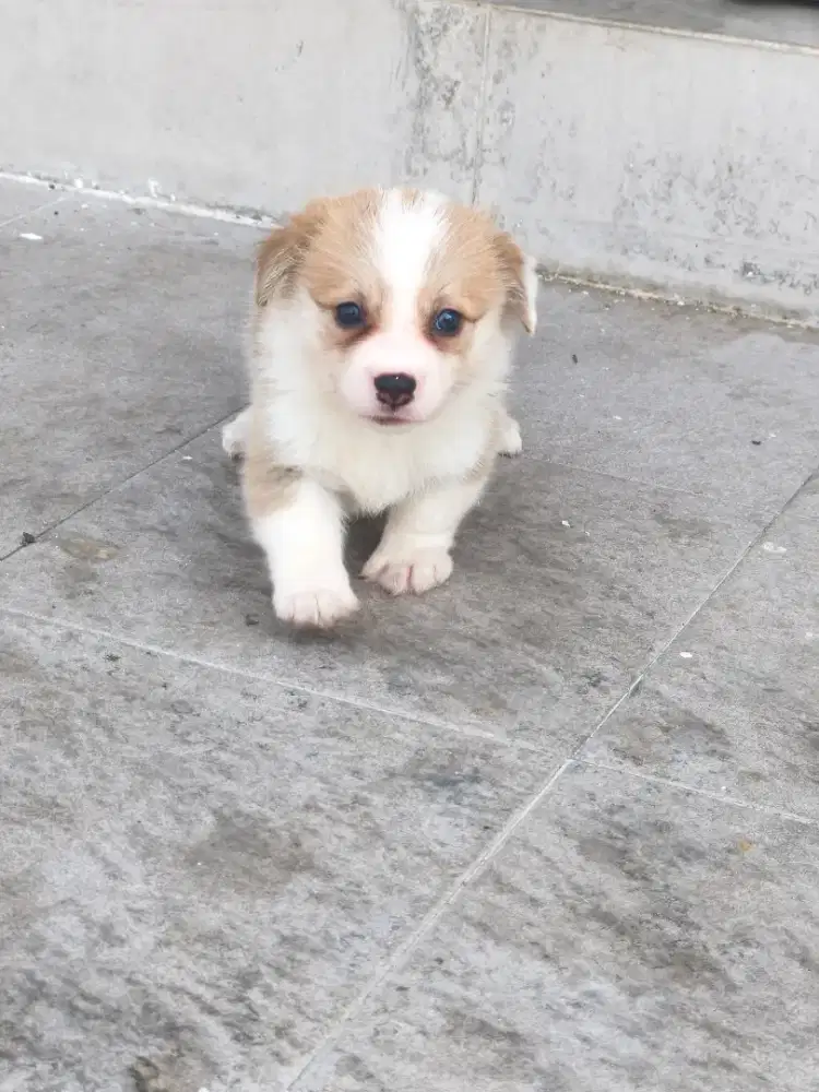 Corgi Male stambum