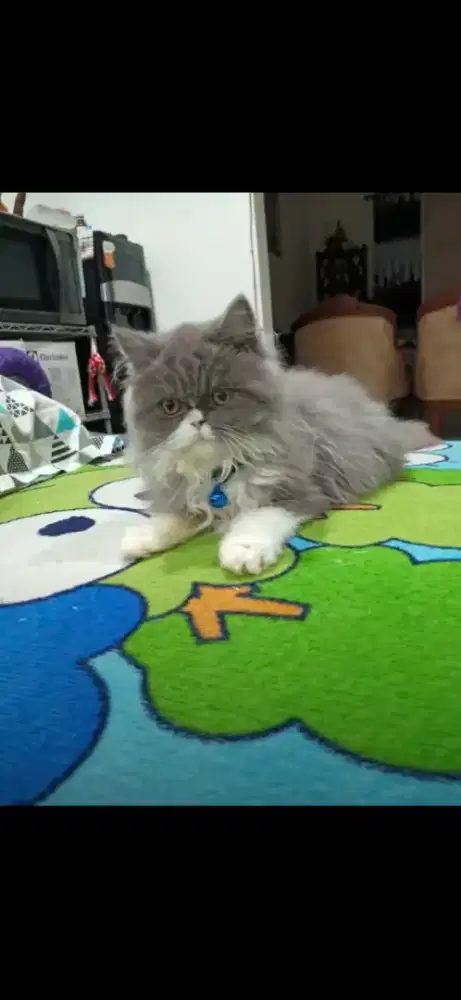 Jual kucing persia umur 1 tahun betina