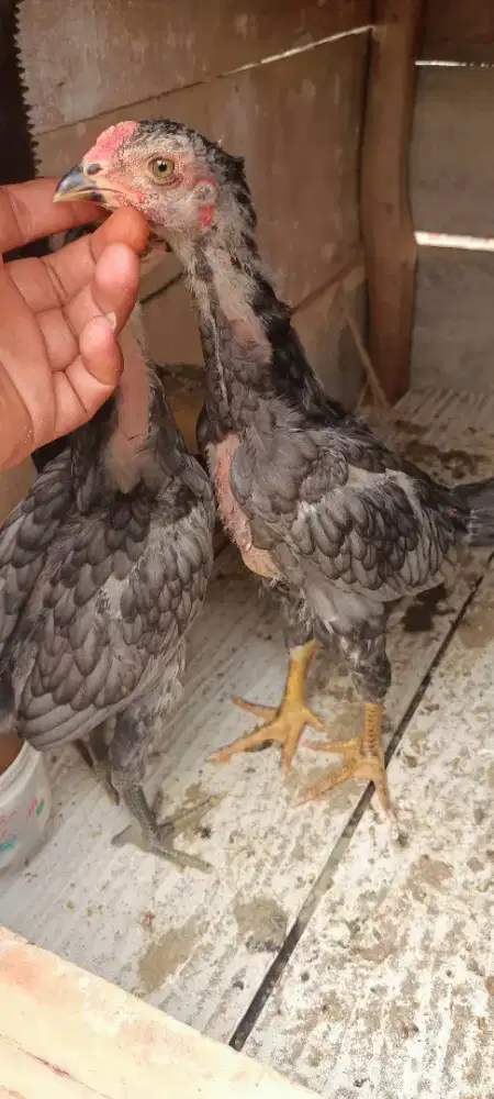 Sepasang ayam Bangkok