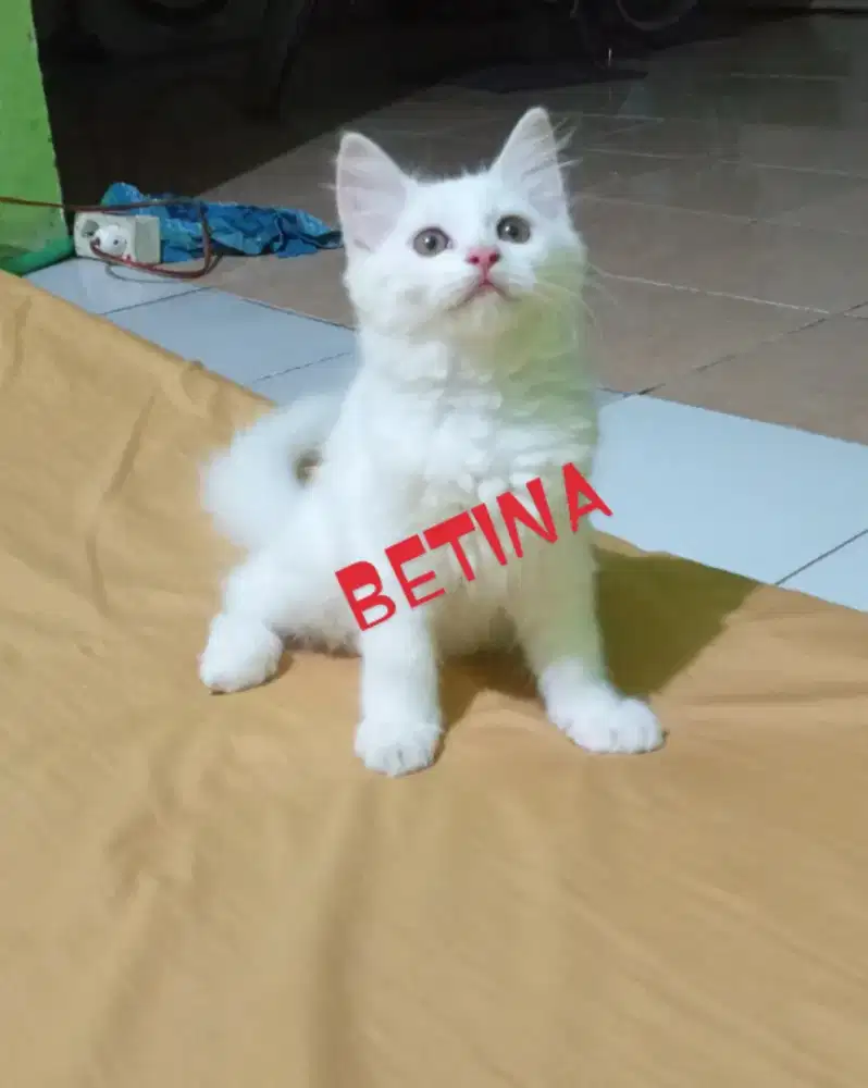 Kiteen Persia betina