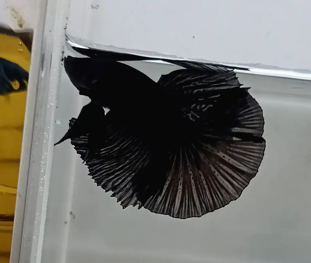 ikan cupang halfmoon hitam