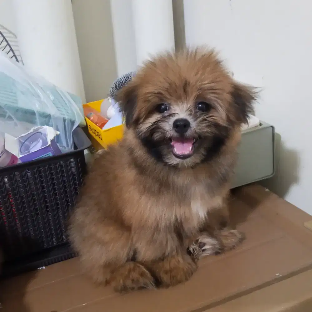 ANAK ANJING SHIPOO MIX MINIPOM