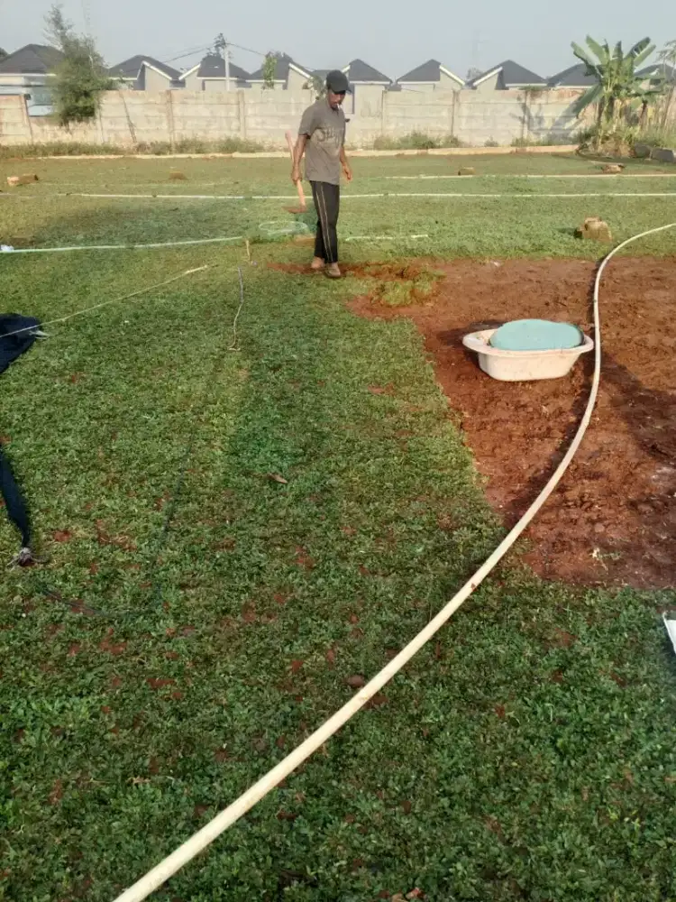 Rumput gajah mini harga termasuk ongkir dan jasa tanam 40.000/meter