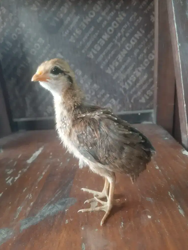 Ayam hutan hijau