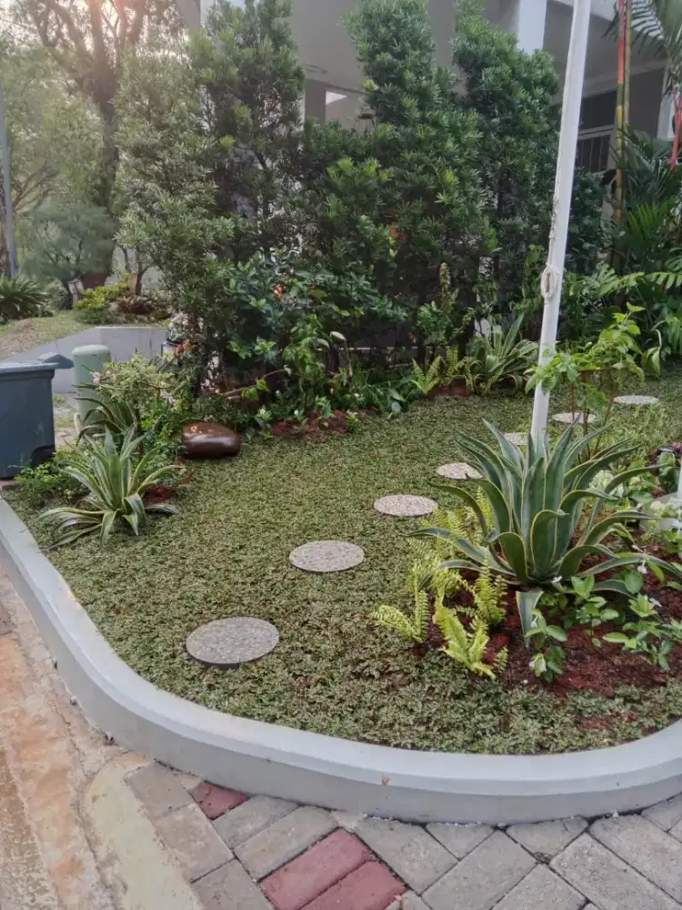Rumput gajah mini harga termasuk ongkir dan jasa tanam 40.000/meter