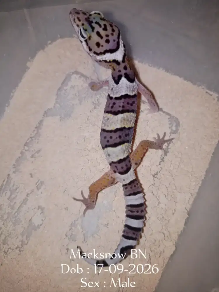 Leopard gecko pilih sesuai Foto