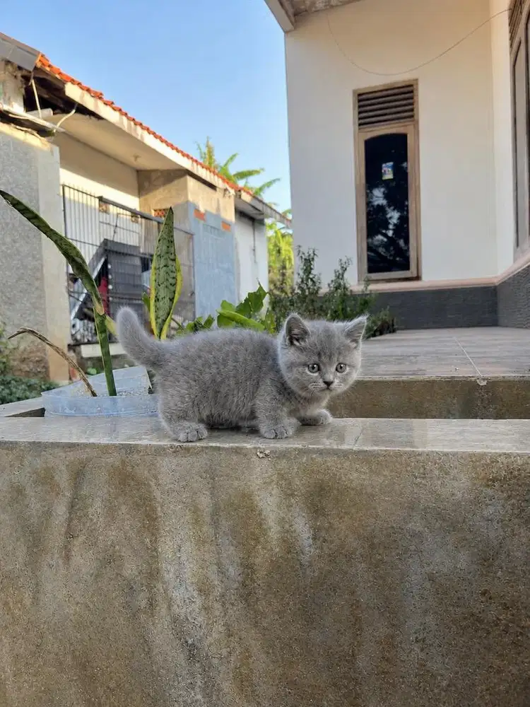 Kucing munchkin british shorthair bsh cebol kitten