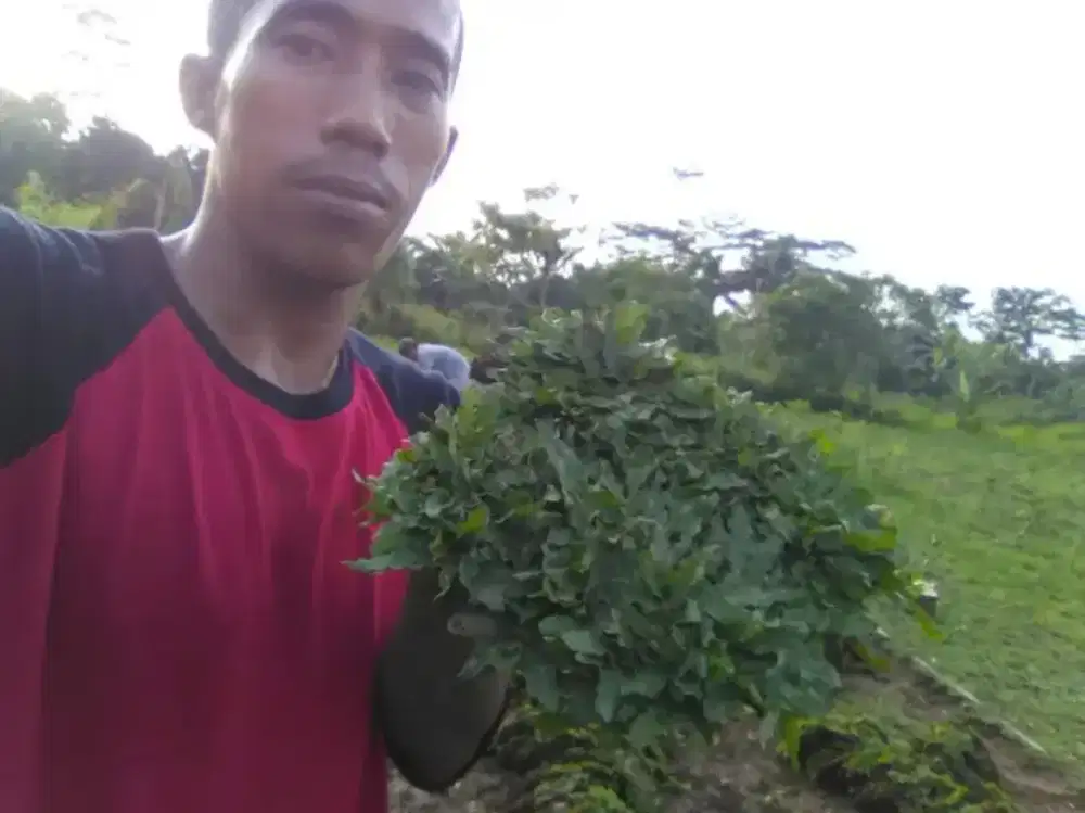 Rumput gajah mini harga termasuk ongkir dan jasa tanam 40.000/meter