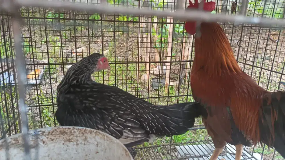 Ayam kampung sepasang
