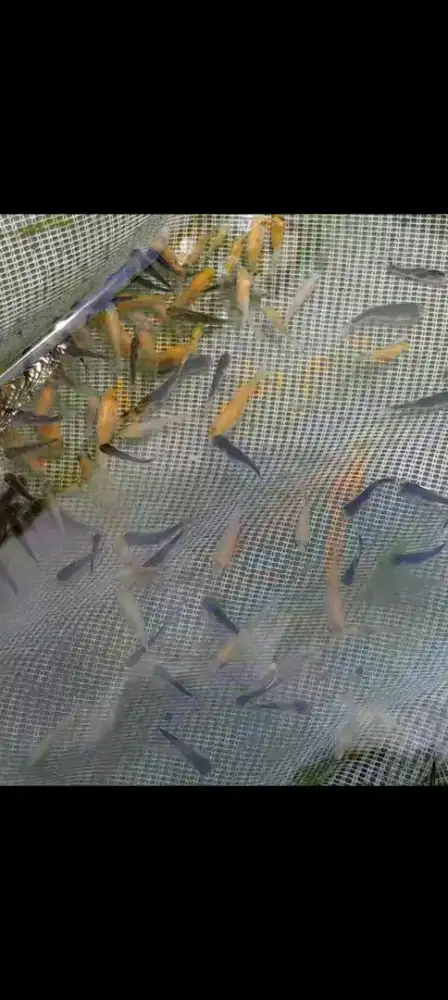 Bibit ikan koi jenis goromo,kohaku,ghosiki,cagoi