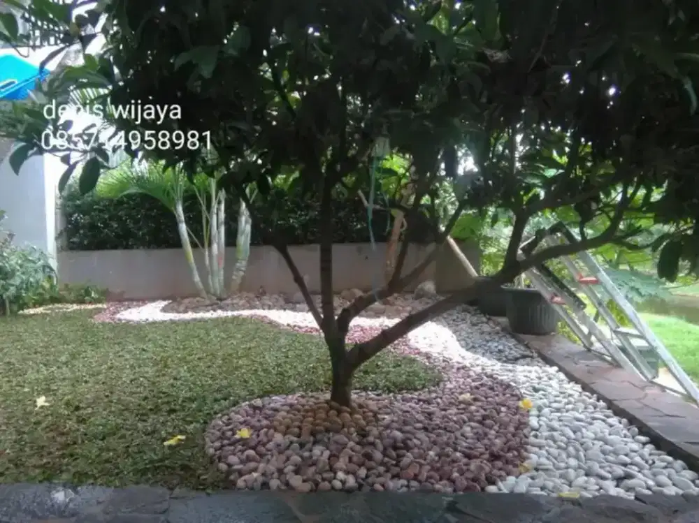 Rumput gajah mini harga termasuk ongkir dan jasa tanam 40.000/meter