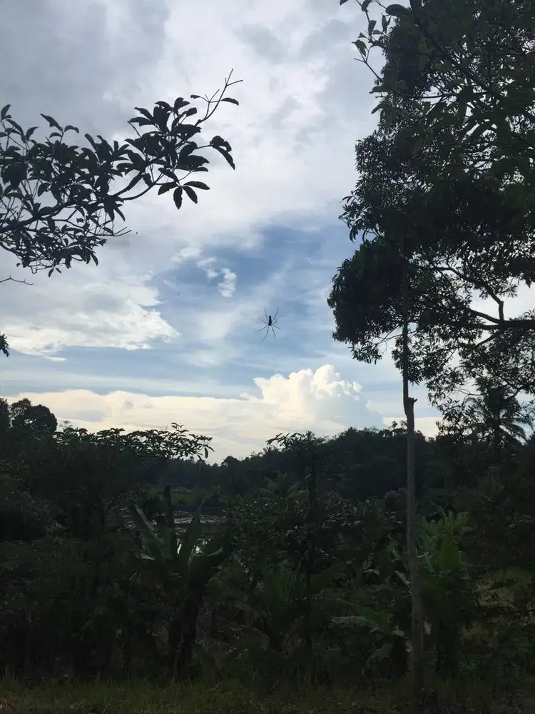 Dijual Tanah kebon di Gunung Sari Serang