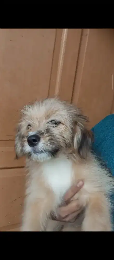 Anjing Mix pom shihtzu poodle puppy