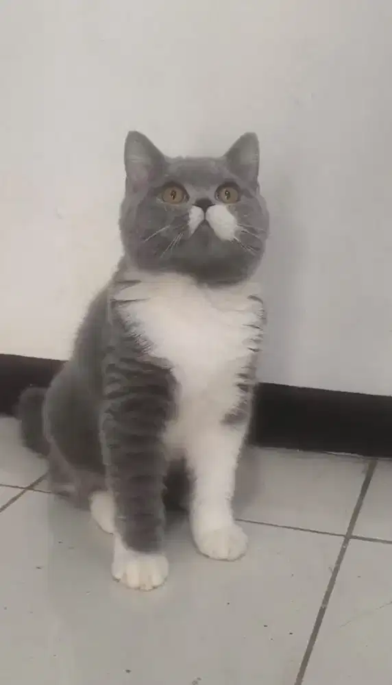 British shorthair