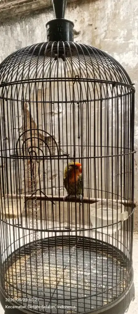 Jual burung Lovebird