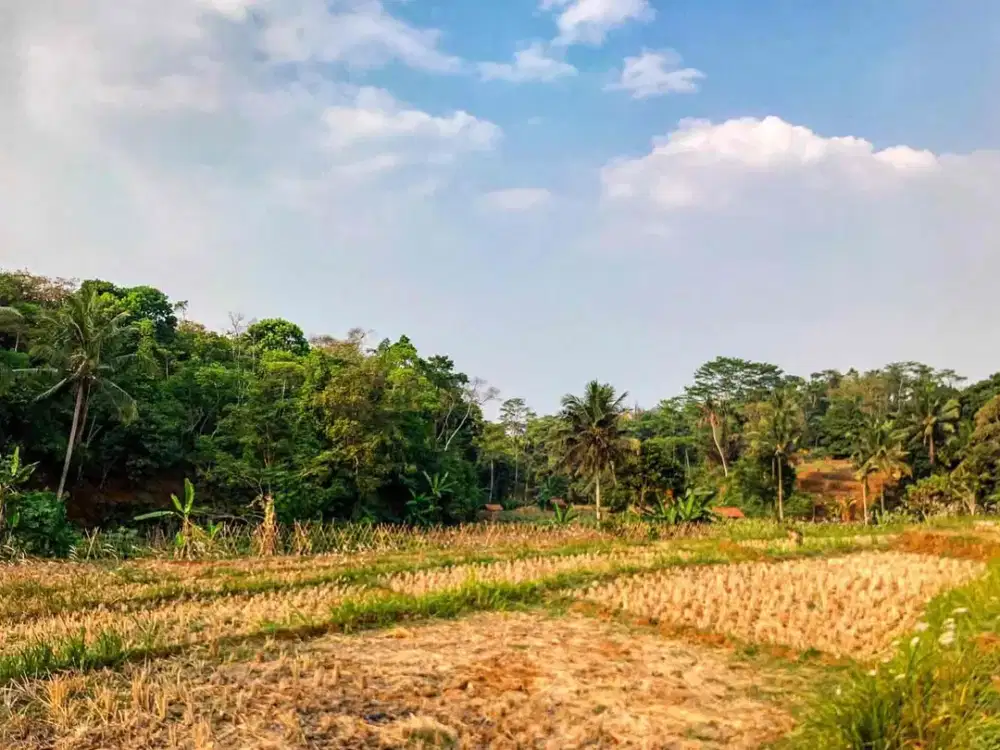 SAWAH STRATEGIS 2.126 m², CUMA 5 MENIT DARI TOL DARANGDAN!