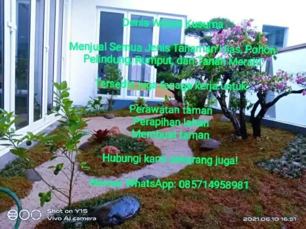 Rumput gajah mini harga termasuk ongkir dan jasa tanam 40.000/meter