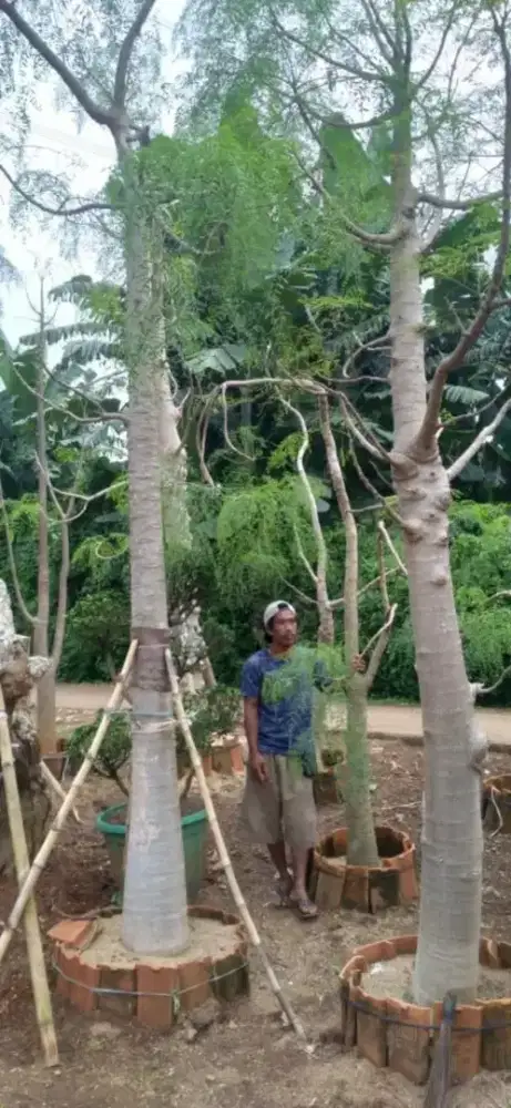 Rumput gajah mini harga termasuk ongkir dan jasa tanam 40.000/meter