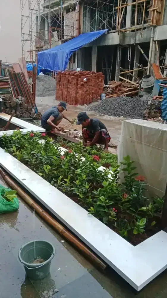 Rumput gajah mini harga termasuk ongkir dan jasa tanam 40.000/meter