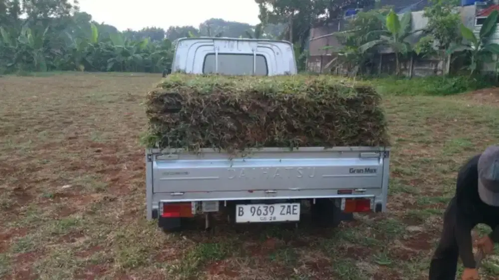 Rumput gajah mini harga termasuk ongkir dan jasa tanam 40.000/meter
