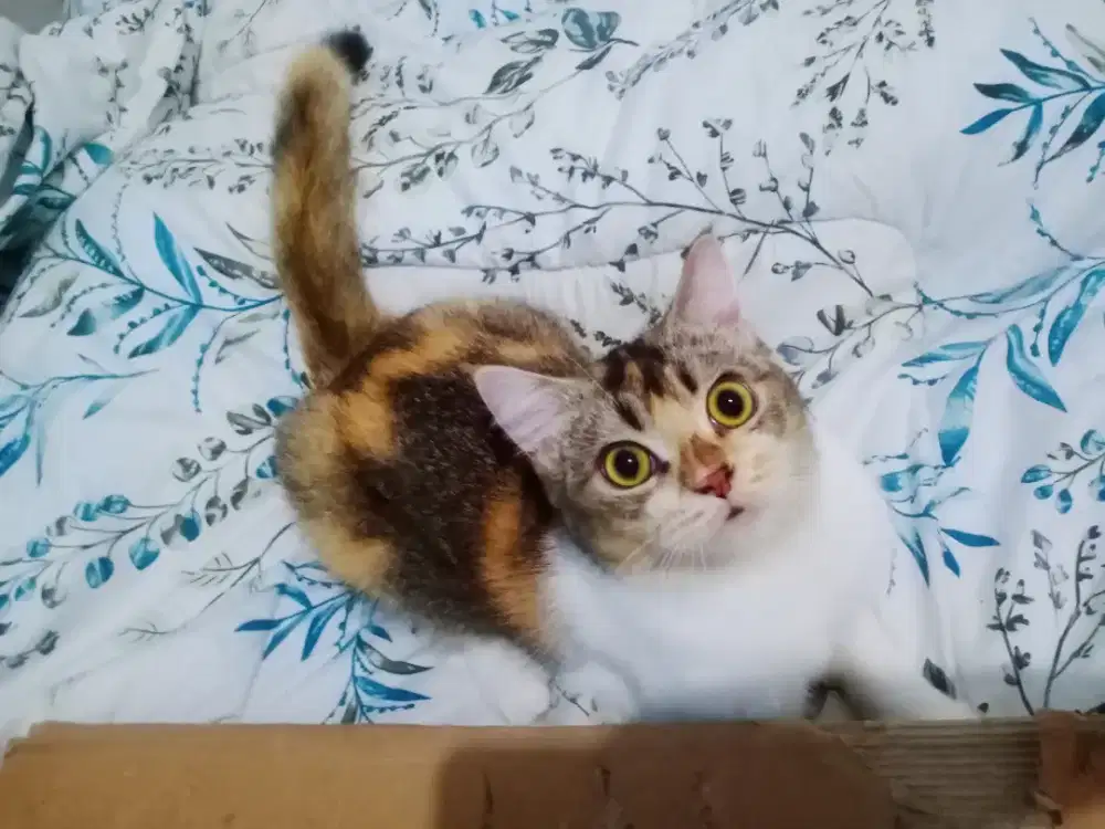 Lepas Adopsi Kucing Betina Mix Persia x BSH
