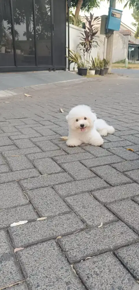 Mini Korean Bichon Frise Male Anak Import Korea Ibunya import korea
