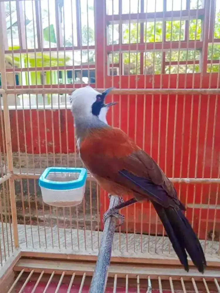 poksay thailand mh amab voer