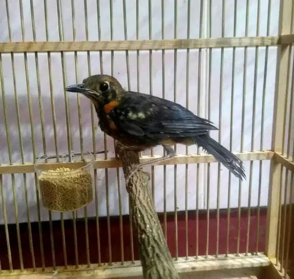 trotol anis merah garansi jantan
