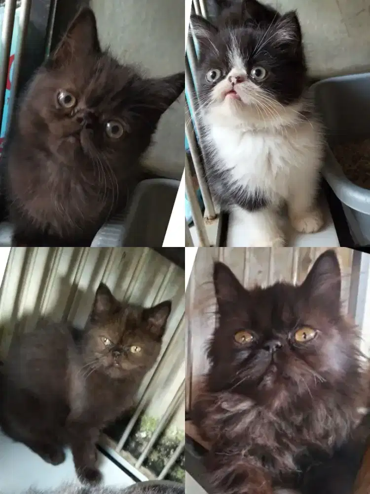Kucing peaknose dan exo