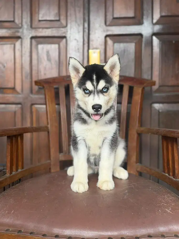 Siberian Husky jantan 2bln stb