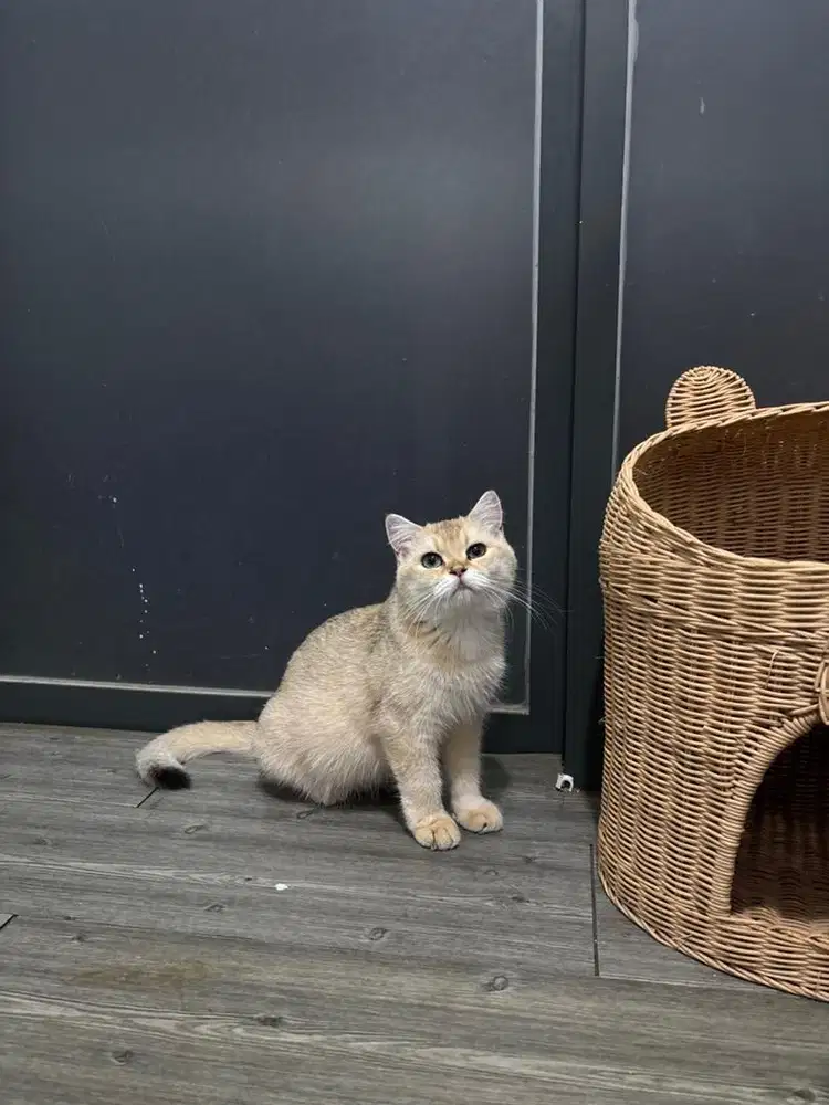 BSH GOLDEN BETINA HAMIL