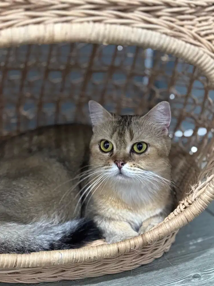 BSH GOLDEN BETINA